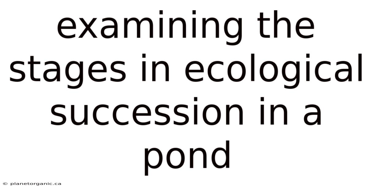 Examining The Stages In Ecological Succession In A Pond
