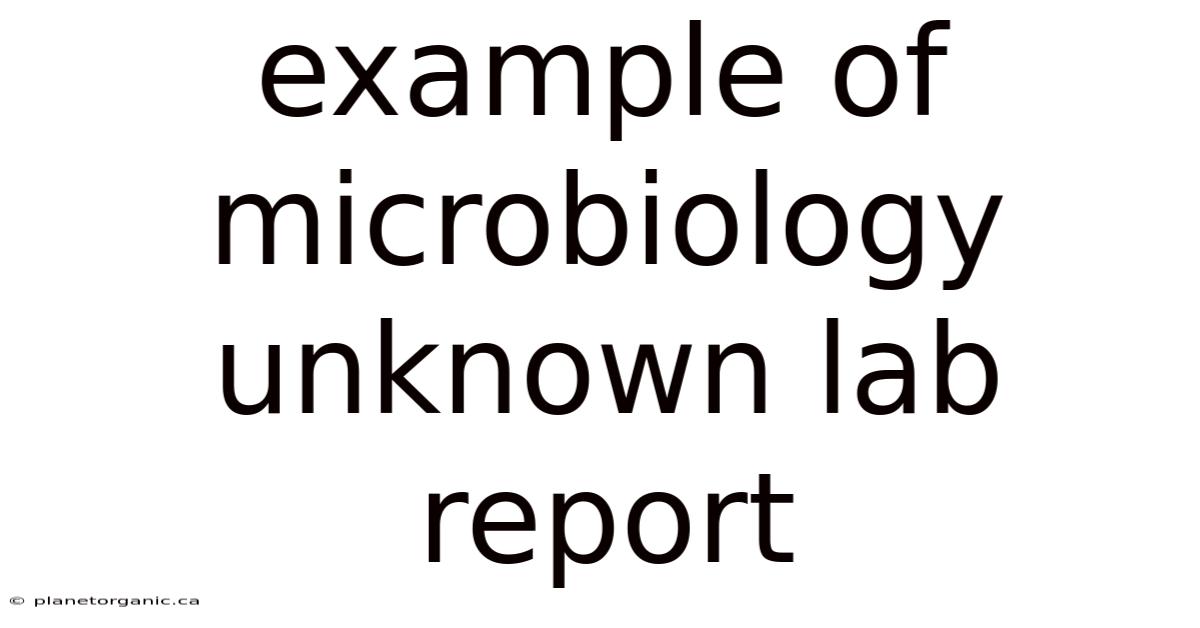 Example Of Microbiology Unknown Lab Report