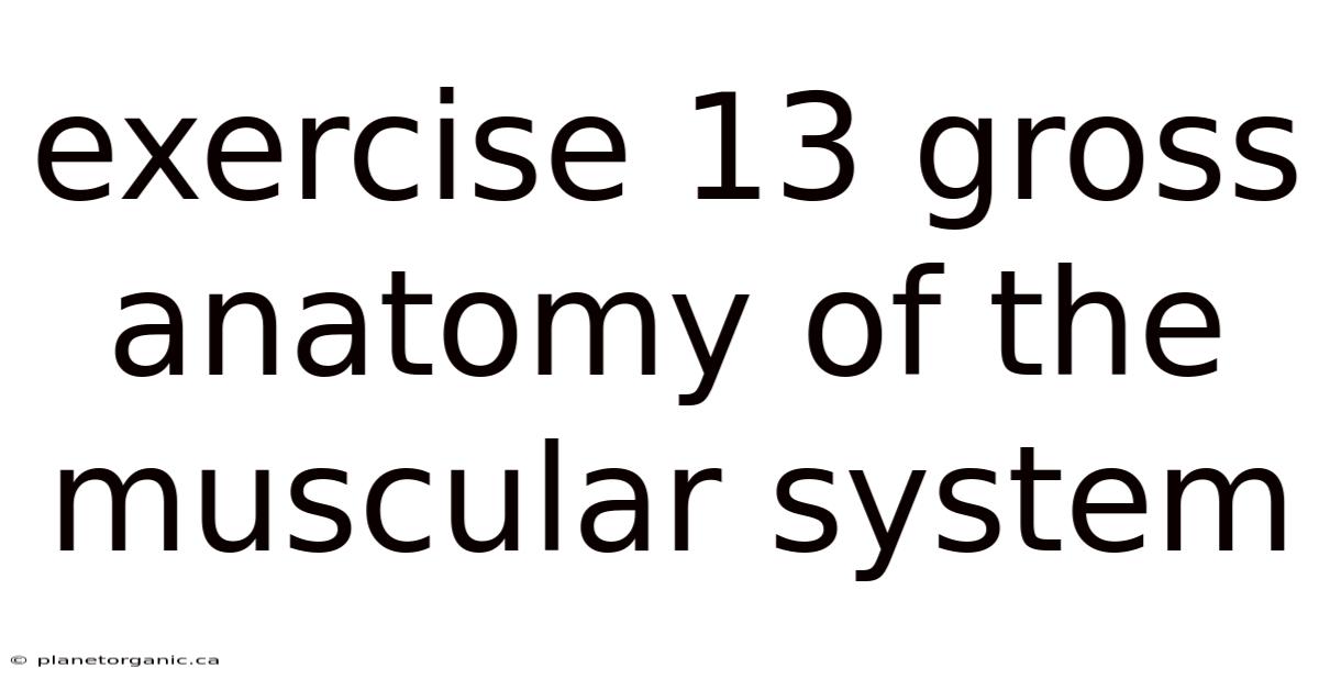Exercise 13 Gross Anatomy Of The Muscular System