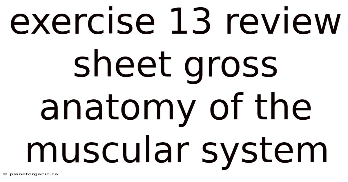 Exercise 13 Review Sheet Gross Anatomy Of The Muscular System