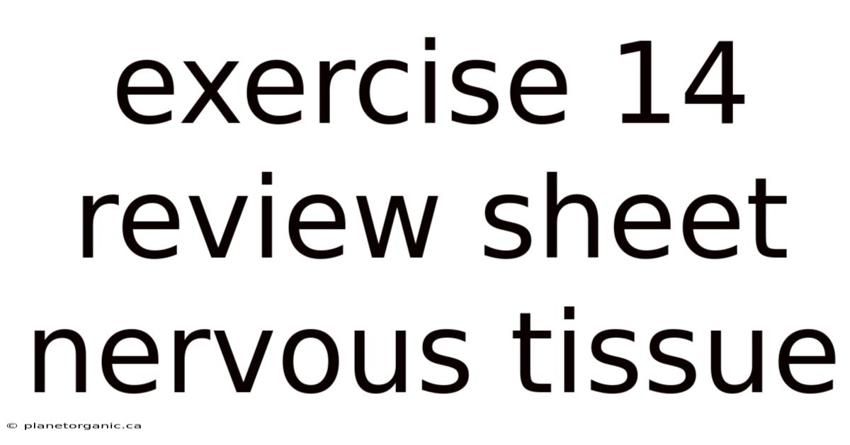 Exercise 14 Review Sheet Nervous Tissue