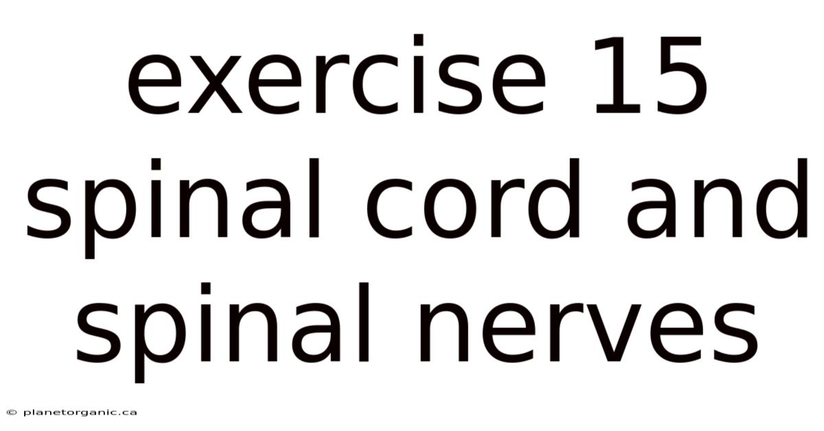 Exercise 15 Spinal Cord And Spinal Nerves