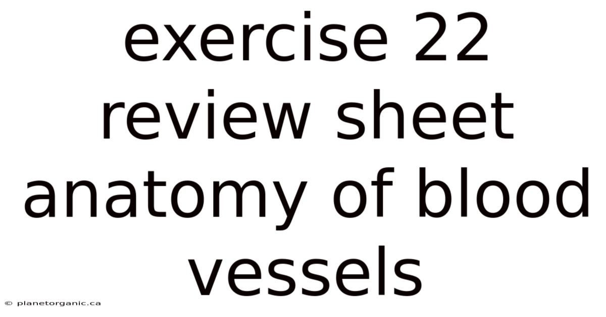 Exercise 22 Review Sheet Anatomy Of Blood Vessels