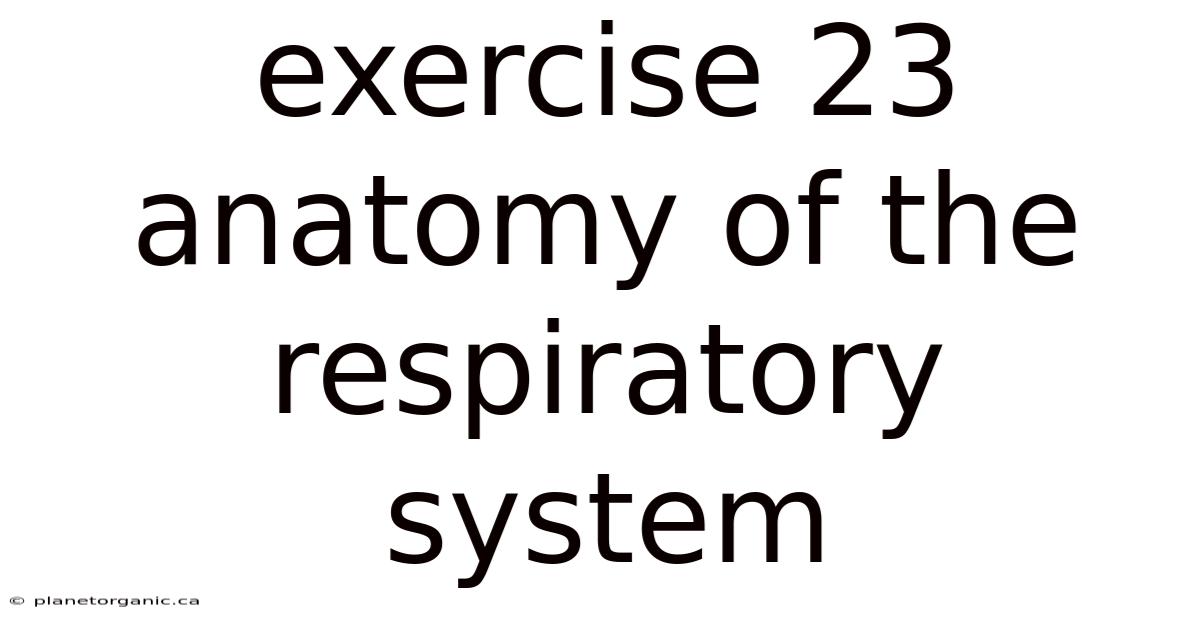 Exercise 23 Anatomy Of The Respiratory System