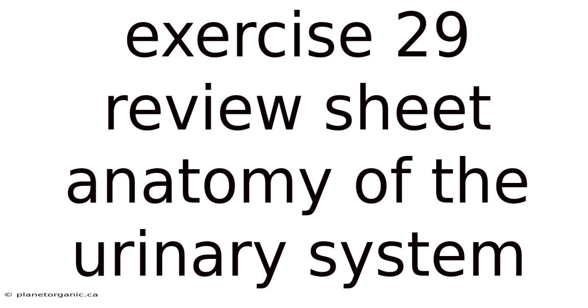 Exercise 29 Review Sheet Anatomy Of The Urinary System