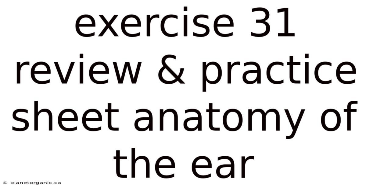 Exercise 31 Review & Practice Sheet Anatomy Of The Ear