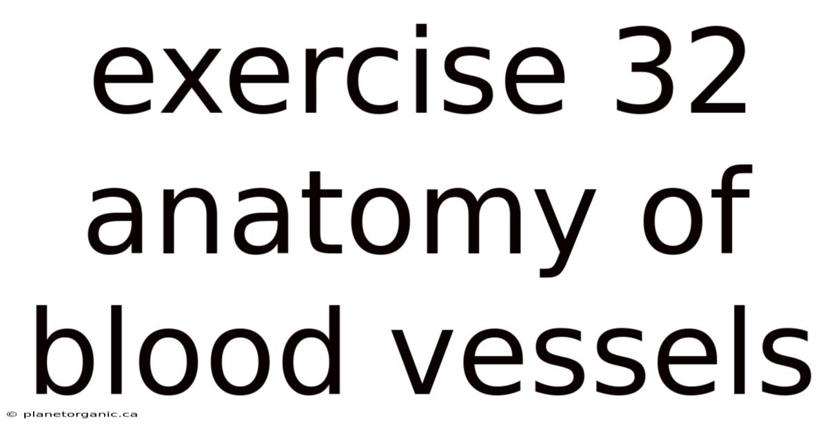 Exercise 32 Anatomy Of Blood Vessels