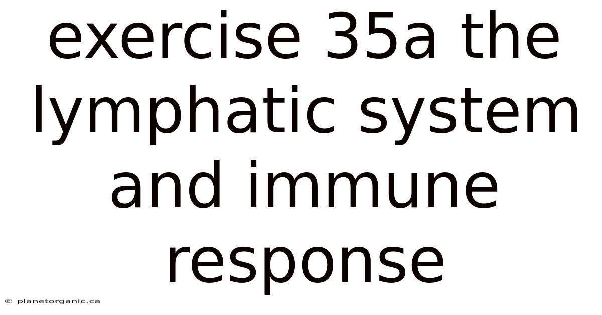 Exercise 35a The Lymphatic System And Immune Response
