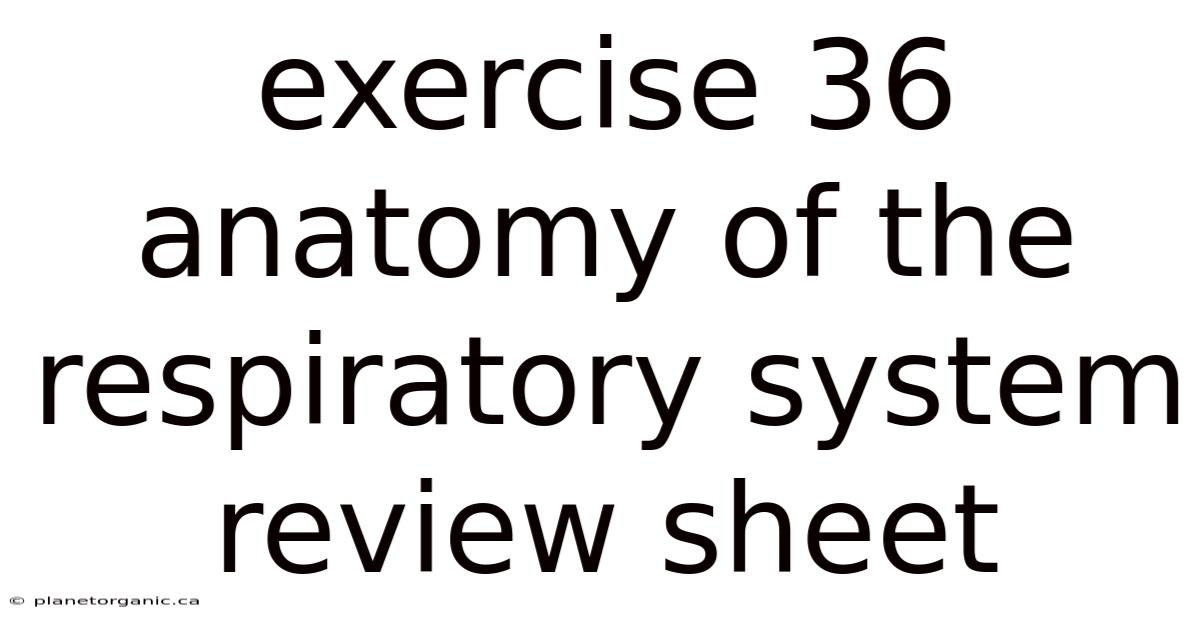Exercise 36 Anatomy Of The Respiratory System Review Sheet