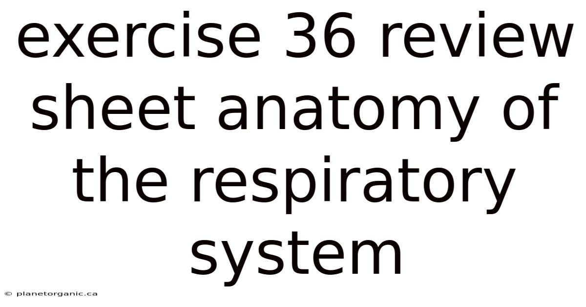 Exercise 36 Review Sheet Anatomy Of The Respiratory System