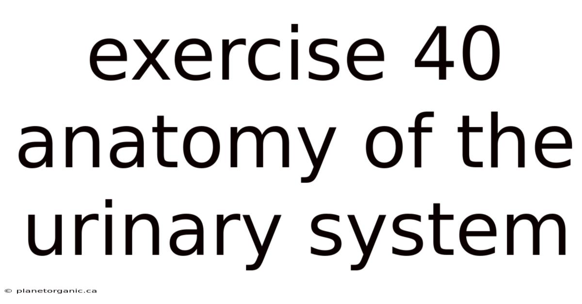 Exercise 40 Anatomy Of The Urinary System