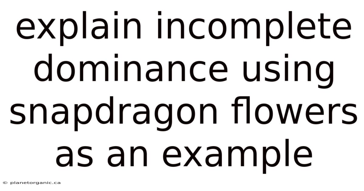 Explain Incomplete Dominance Using Snapdragon Flowers As An Example