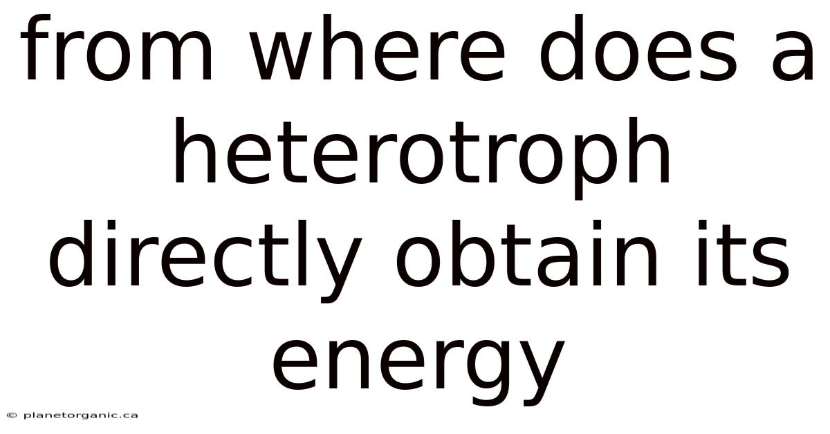 From Where Does A Heterotroph Directly Obtain Its Energy