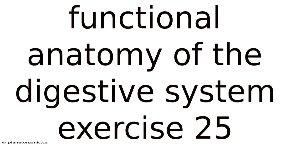Functional Anatomy Of The Digestive System Exercise 25