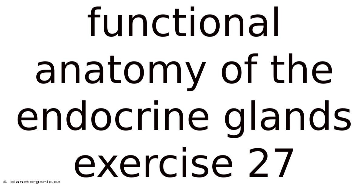 Functional Anatomy Of The Endocrine Glands Exercise 27