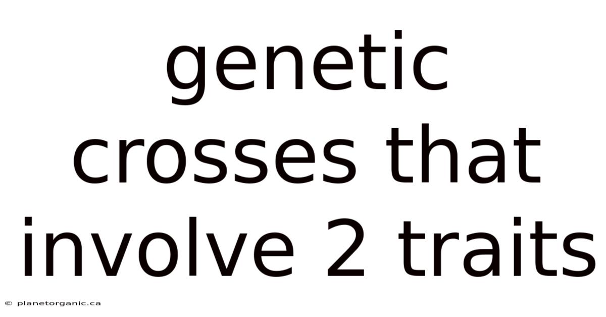 Genetic Crosses That Involve 2 Traits