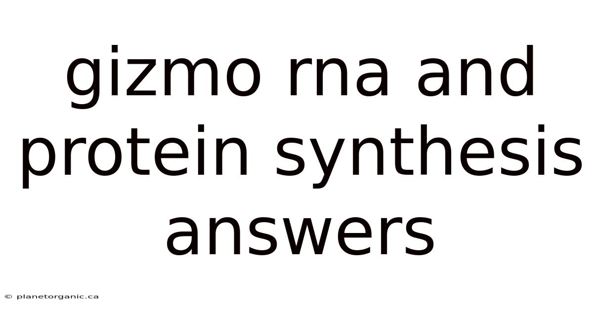 Gizmo Rna And Protein Synthesis Answers