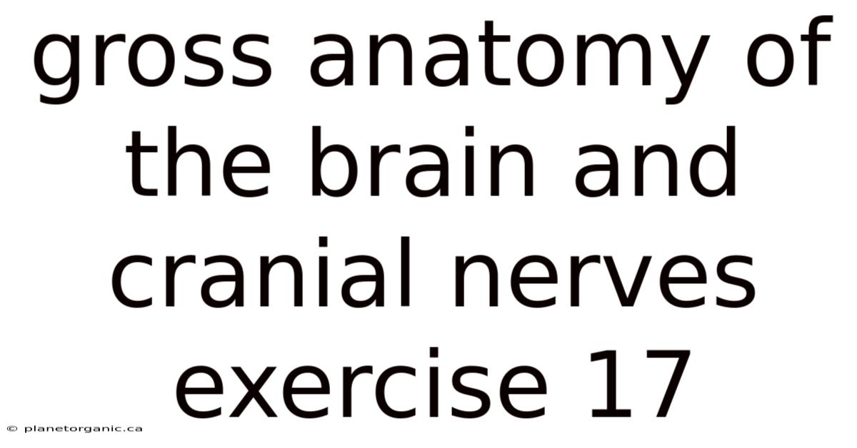 Gross Anatomy Of The Brain And Cranial Nerves Exercise 17