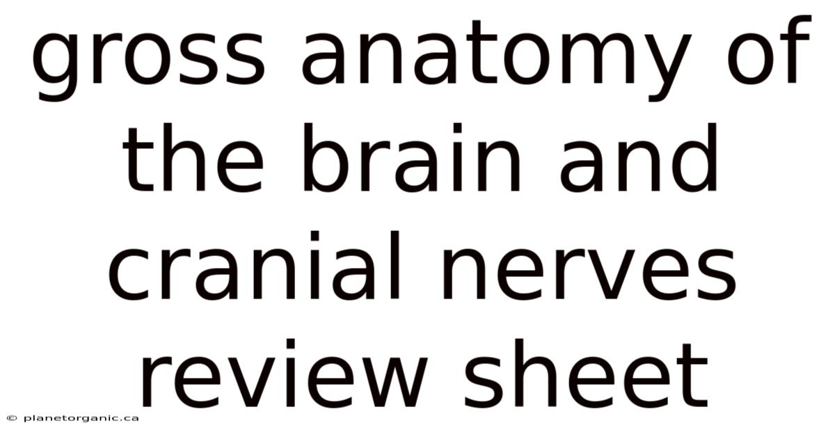 Gross Anatomy Of The Brain And Cranial Nerves Review Sheet