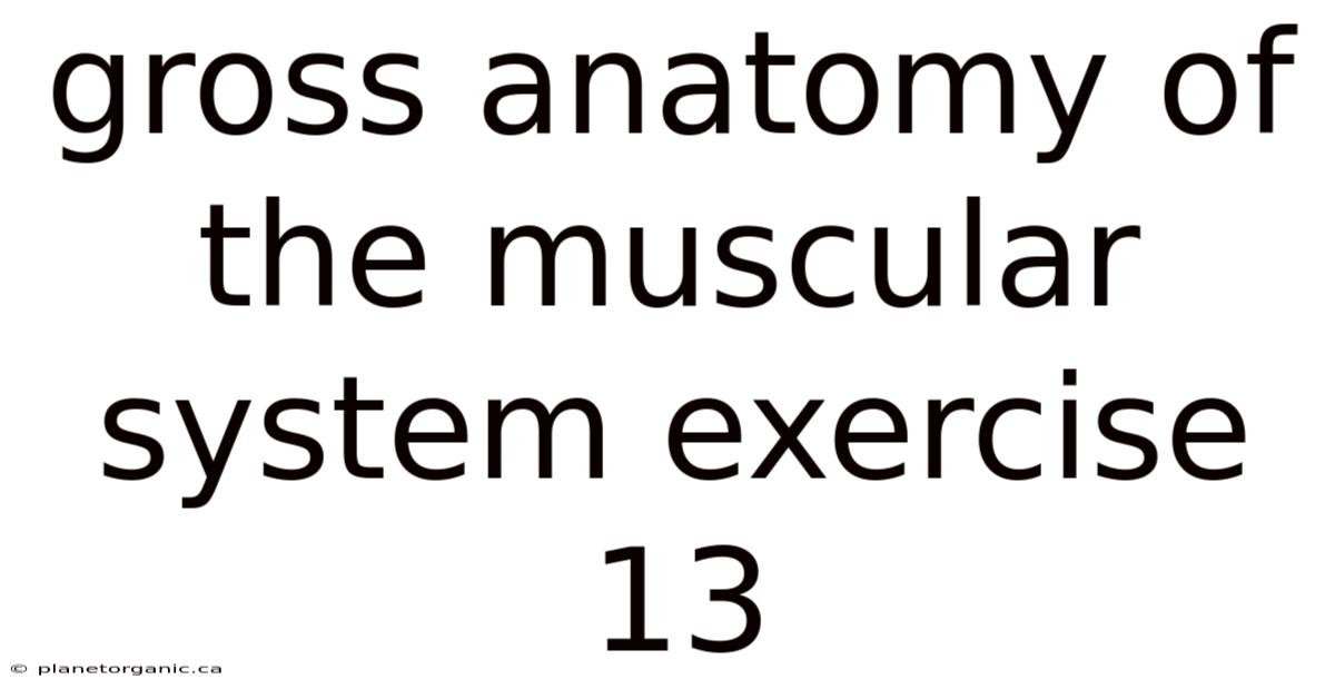 Gross Anatomy Of The Muscular System Exercise 13