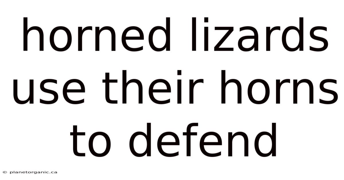 Horned Lizards Use Their Horns To Defend
