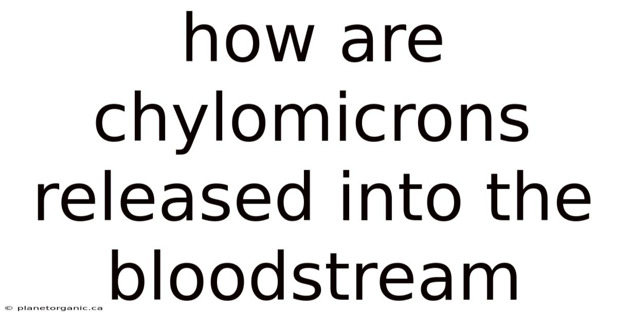 How Are Chylomicrons Released Into The Bloodstream