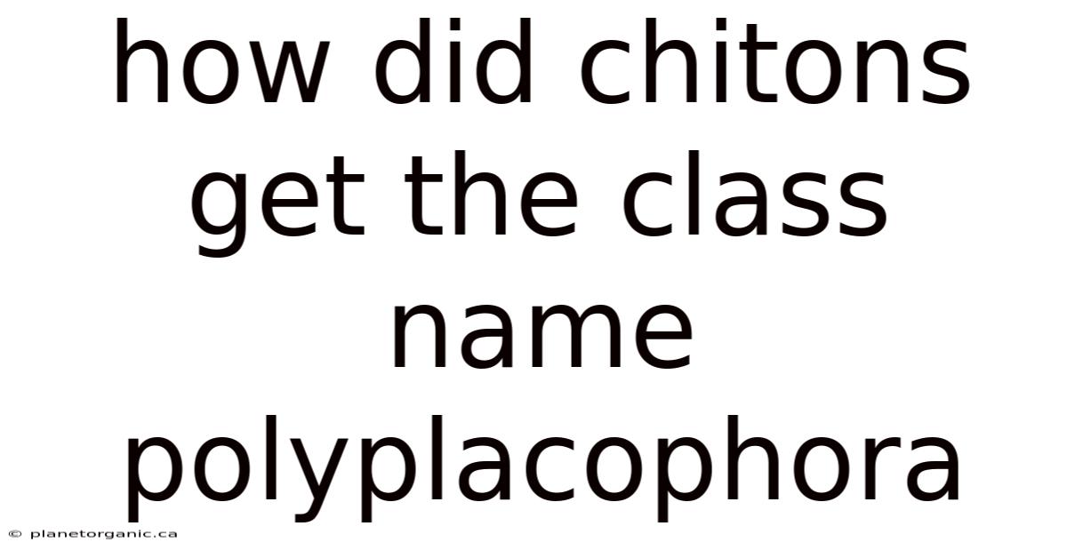 How Did Chitons Get The Class Name Polyplacophora