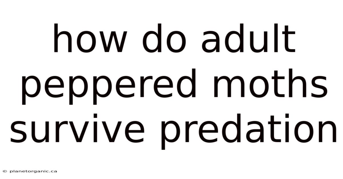 How Do Adult Peppered Moths Survive Predation