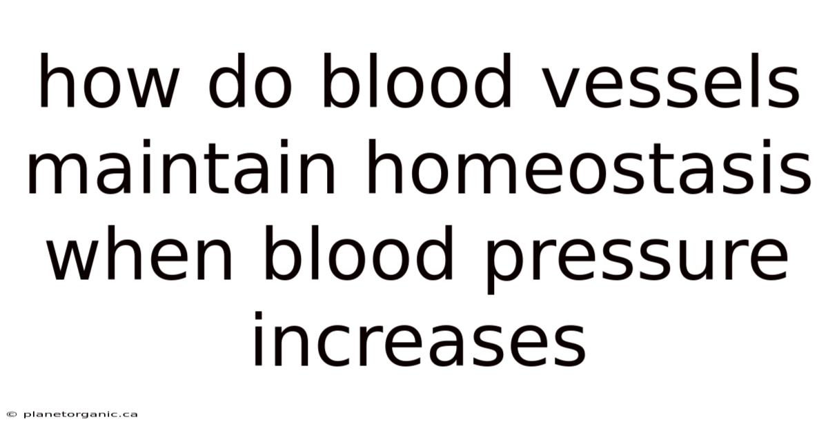 How Do Blood Vessels Maintain Homeostasis When Blood Pressure Increases