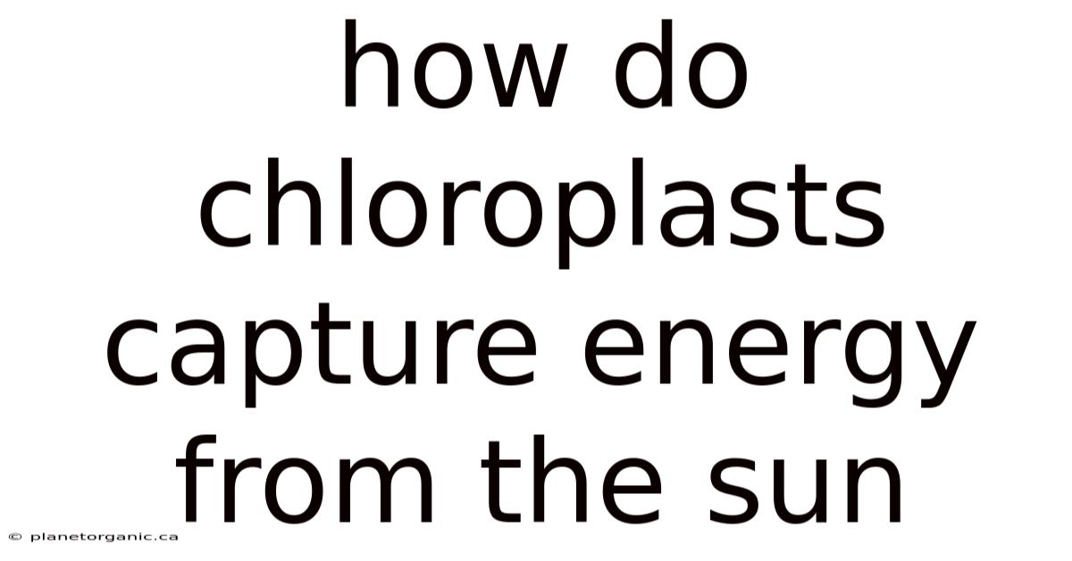 How Do Chloroplasts Capture Energy From The Sun