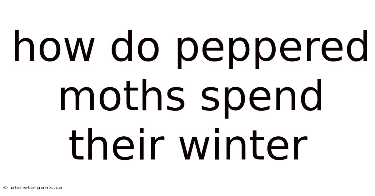 How Do Peppered Moths Spend Their Winter