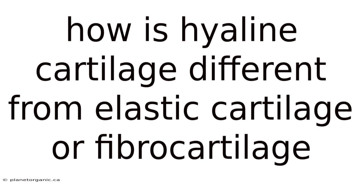 How Is Hyaline Cartilage Different From Elastic Cartilage Or Fibrocartilage