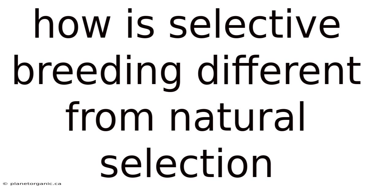 How Is Selective Breeding Different From Natural Selection