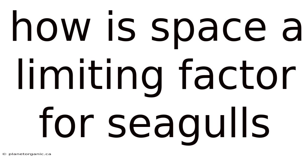 How Is Space A Limiting Factor For Seagulls