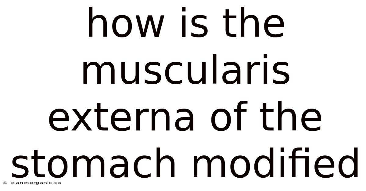 How Is The Muscularis Externa Of The Stomach Modified