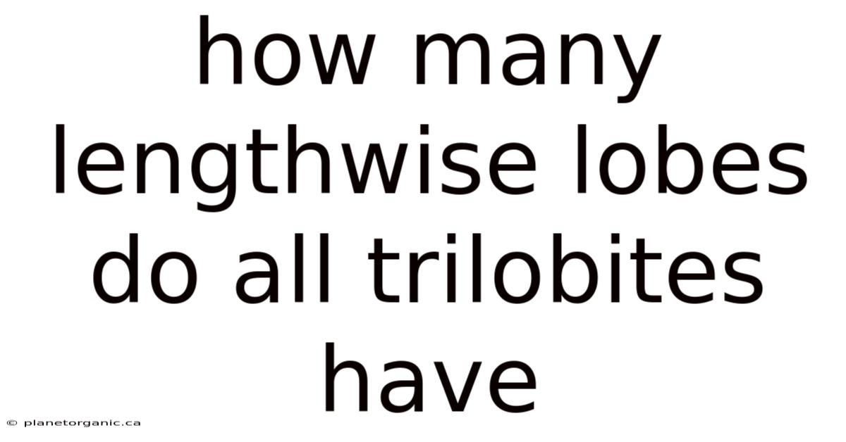 How Many Lengthwise Lobes Do All Trilobites Have
