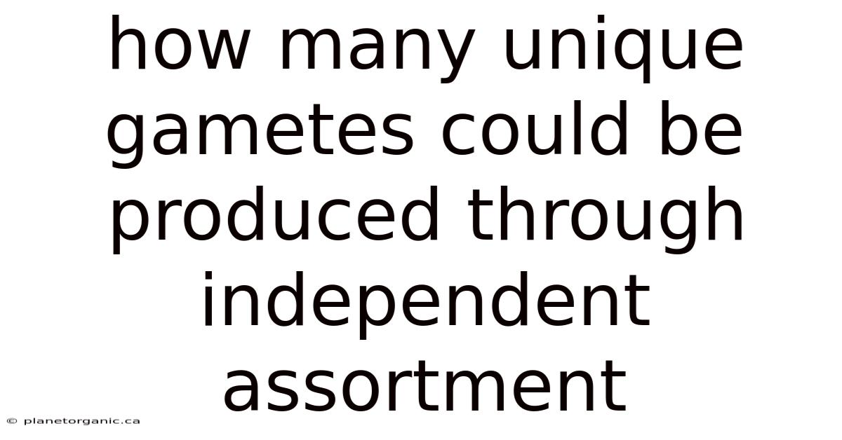 How Many Unique Gametes Could Be Produced Through Independent Assortment