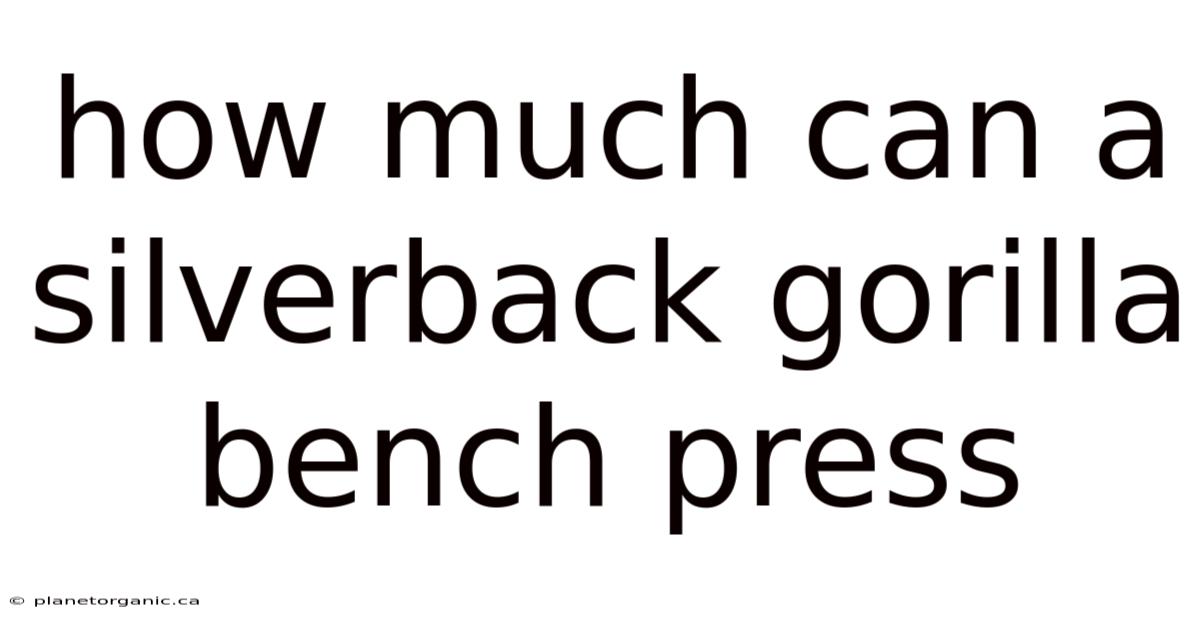 How Much Can A Silverback Gorilla Bench Press