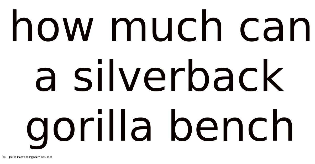 How Much Can A Silverback Gorilla Bench