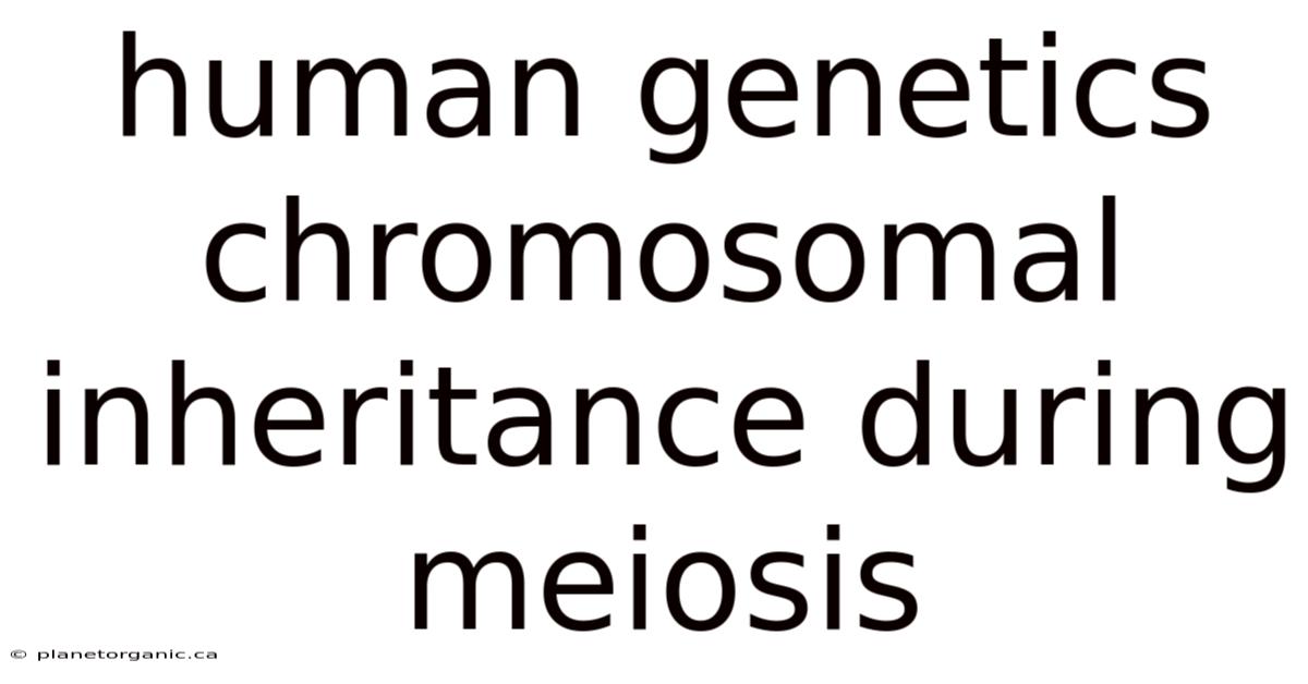 Human Genetics Chromosomal Inheritance During Meiosis