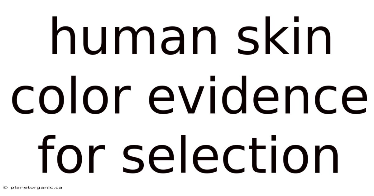 Human Skin Color Evidence For Selection