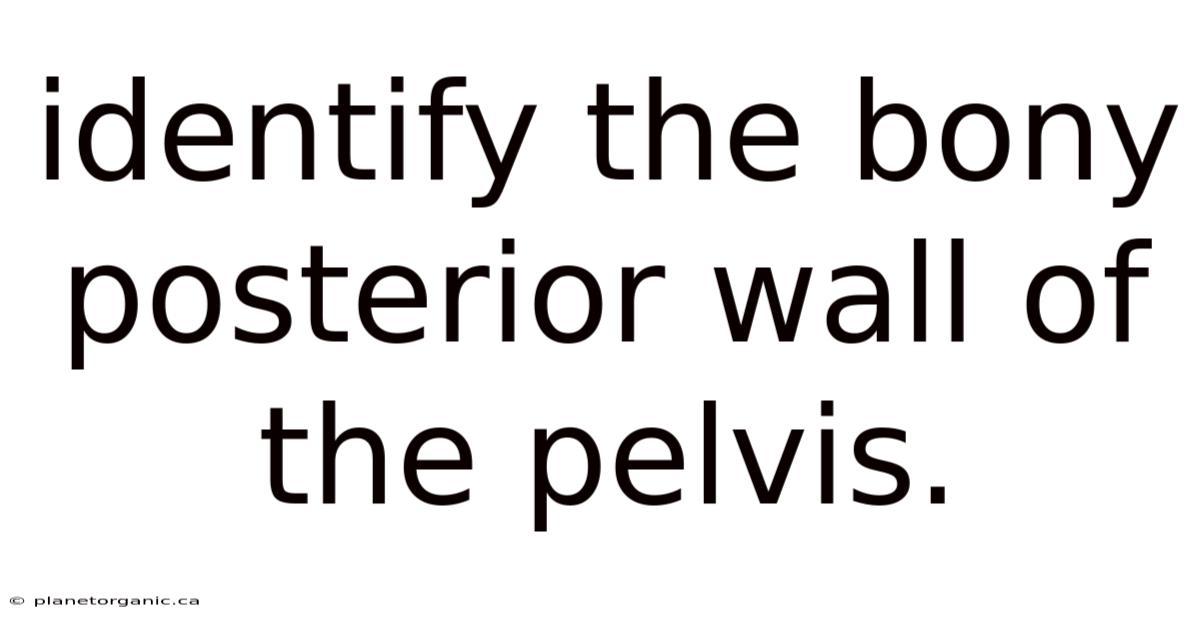 Identify The Bony Posterior Wall Of The Pelvis.