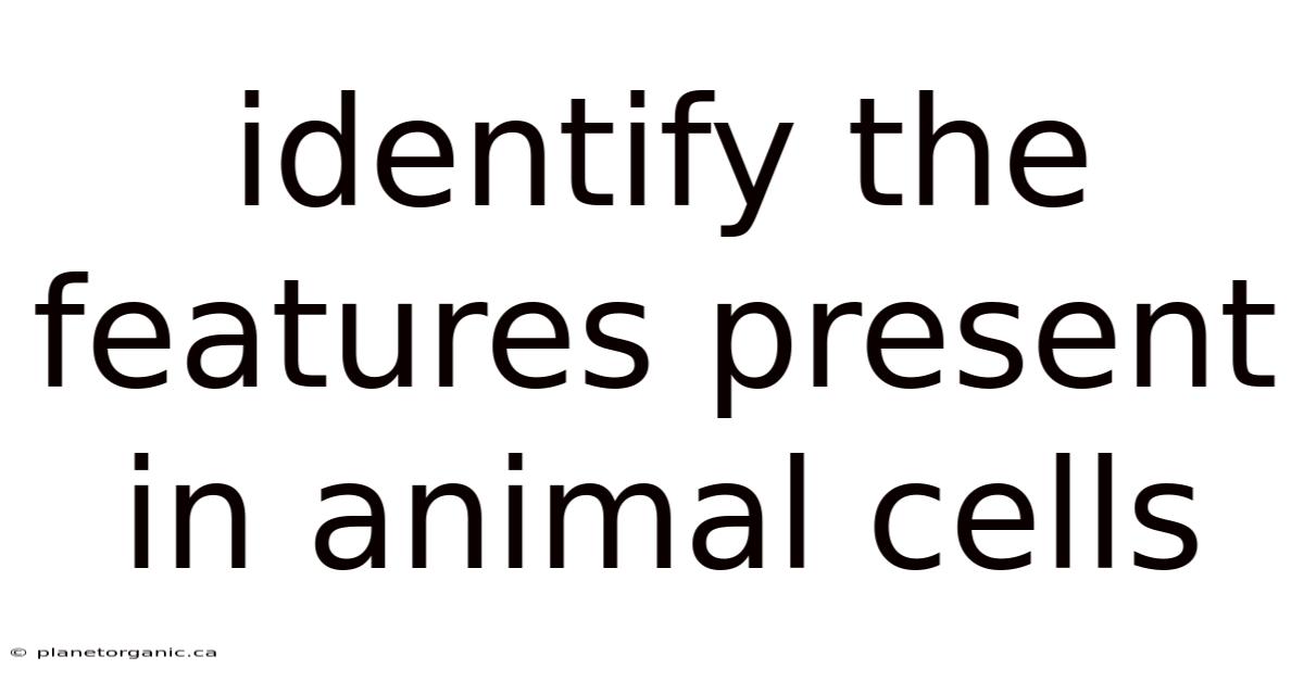 Identify The Features Present In Animal Cells