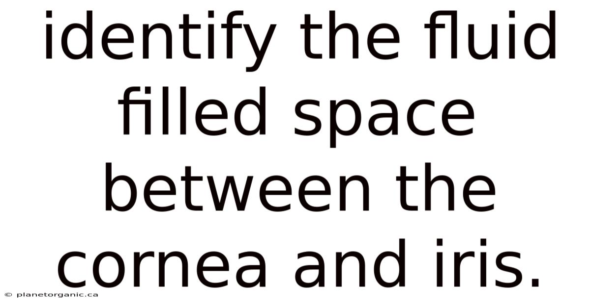 Identify The Fluid Filled Space Between The Cornea And Iris.