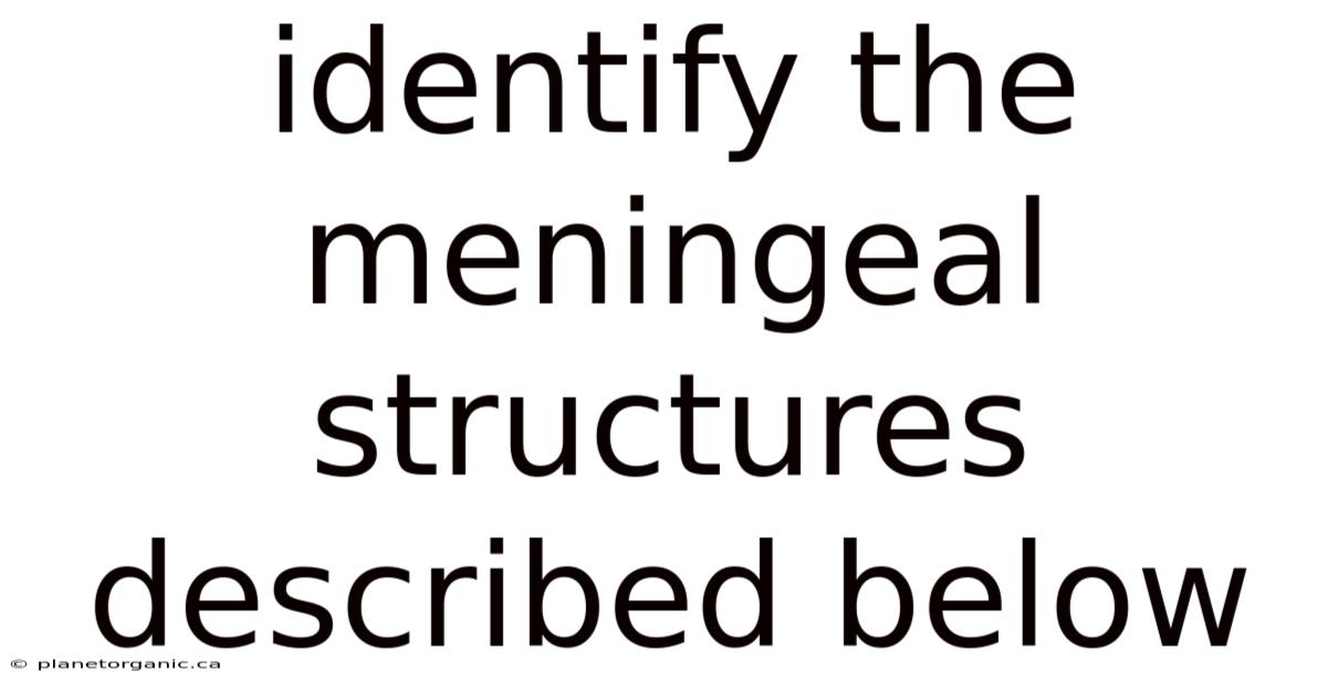 Identify The Meningeal Structures Described Below