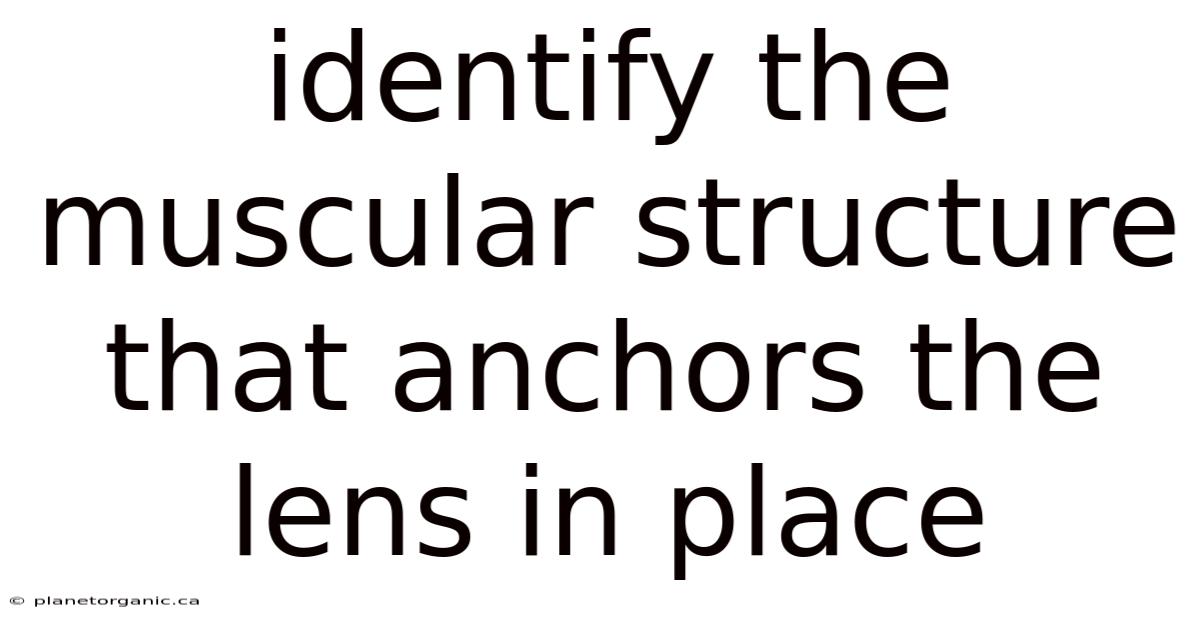 Identify The Muscular Structure That Anchors The Lens In Place