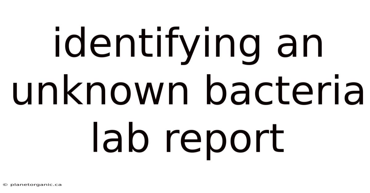 Identifying An Unknown Bacteria Lab Report