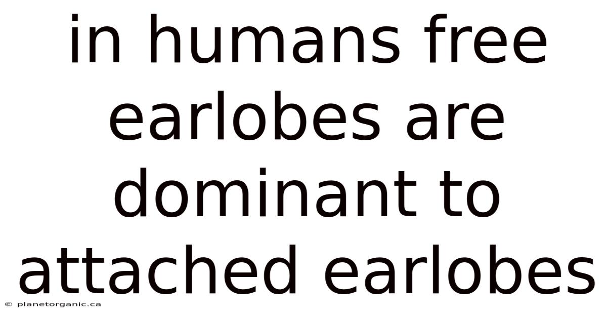 In Humans Free Earlobes Are Dominant To Attached Earlobes