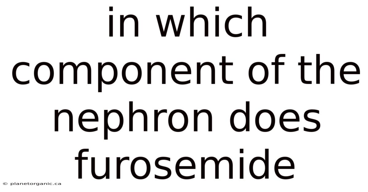 In Which Component Of The Nephron Does Furosemide