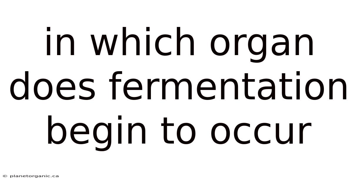 In Which Organ Does Fermentation Begin To Occur